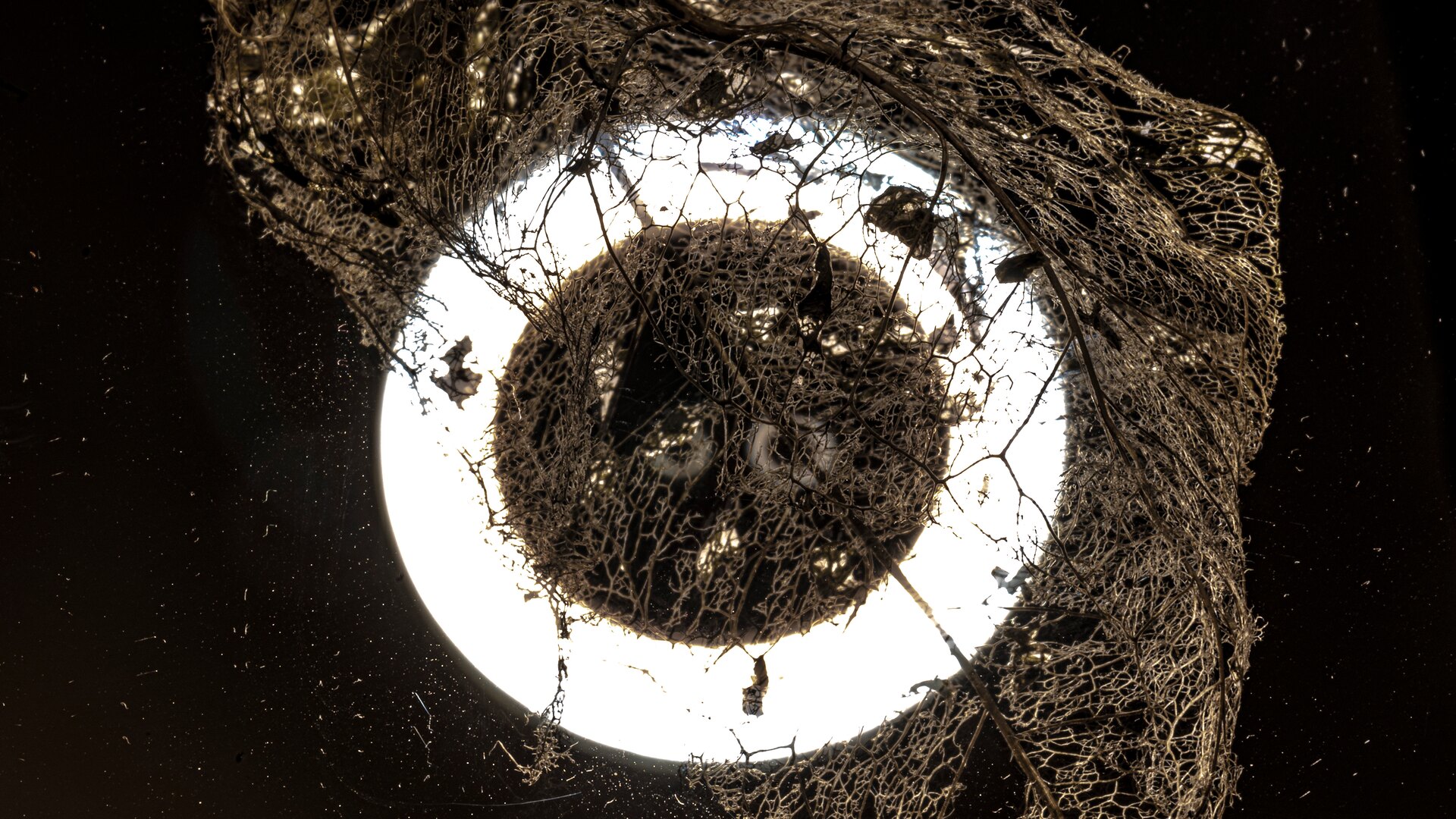 BIOMA EchO — generative visual artwork